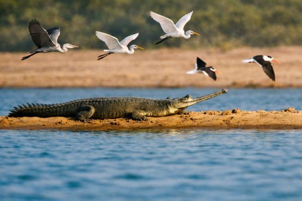 Chambal river safari dolphin gharial boat