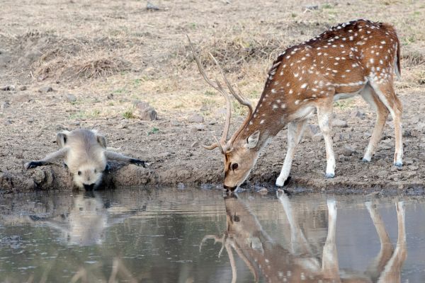 Peacock dancing in Ranthambore