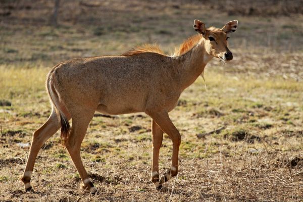 Tigress with cubs in Ranthambore