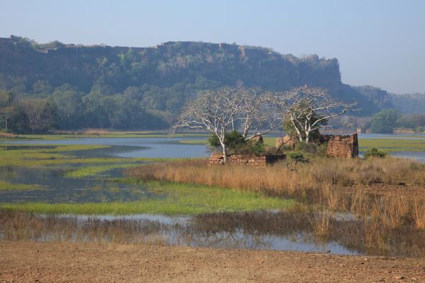 Leopard on tree in Ranthambore