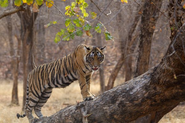Spotted deer in Ranthambore